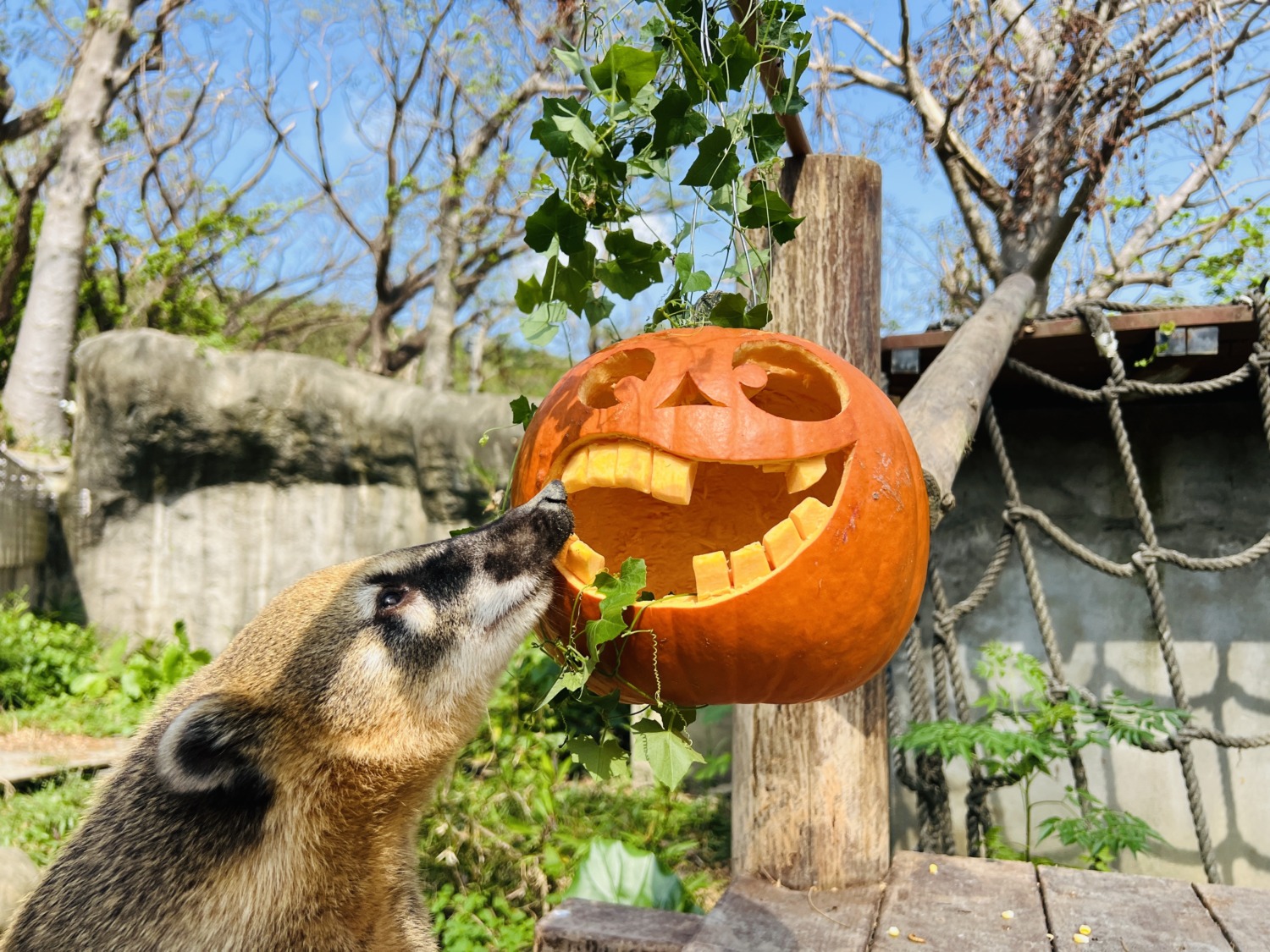 萬聖節即將來臨「南瓜料理東西爭霸戰」壽山動物園登場