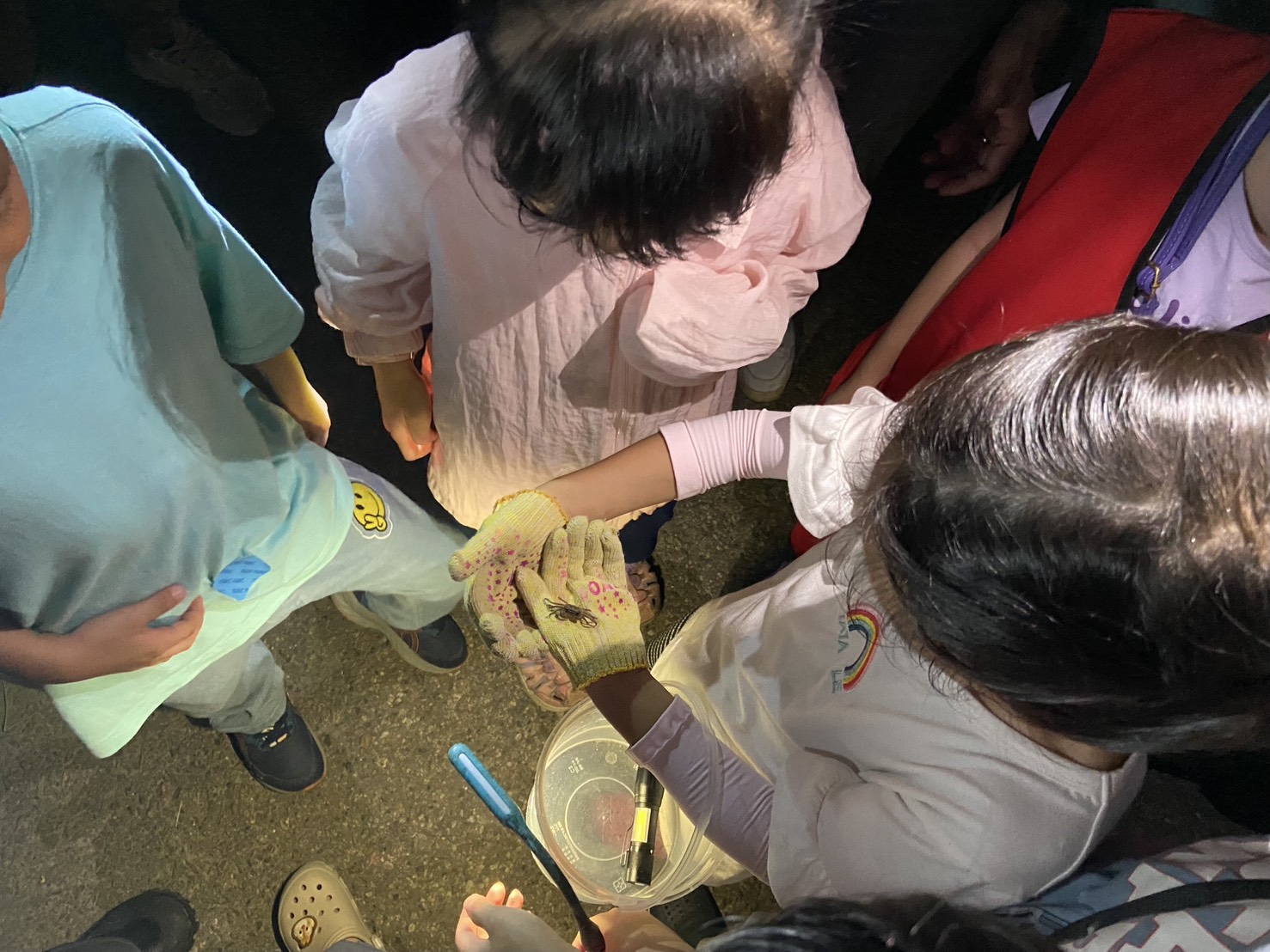 圖 將道路中的陸蟹拾起放回溪溝中避免陸殺 記者王偉翻攝