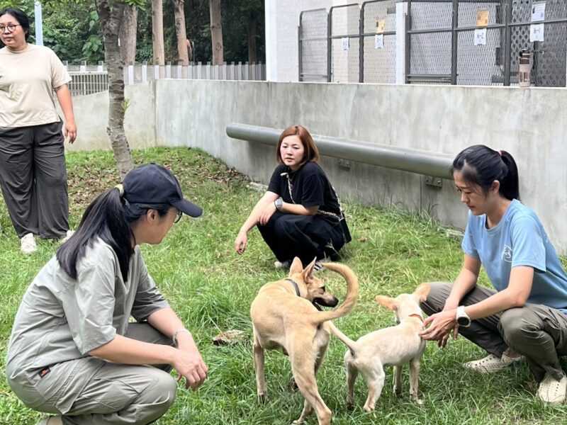 圖 找回助人初衷與療癒力量-社工自我覺察療癒工作坊-動物之家開課 記者王偉翻攝