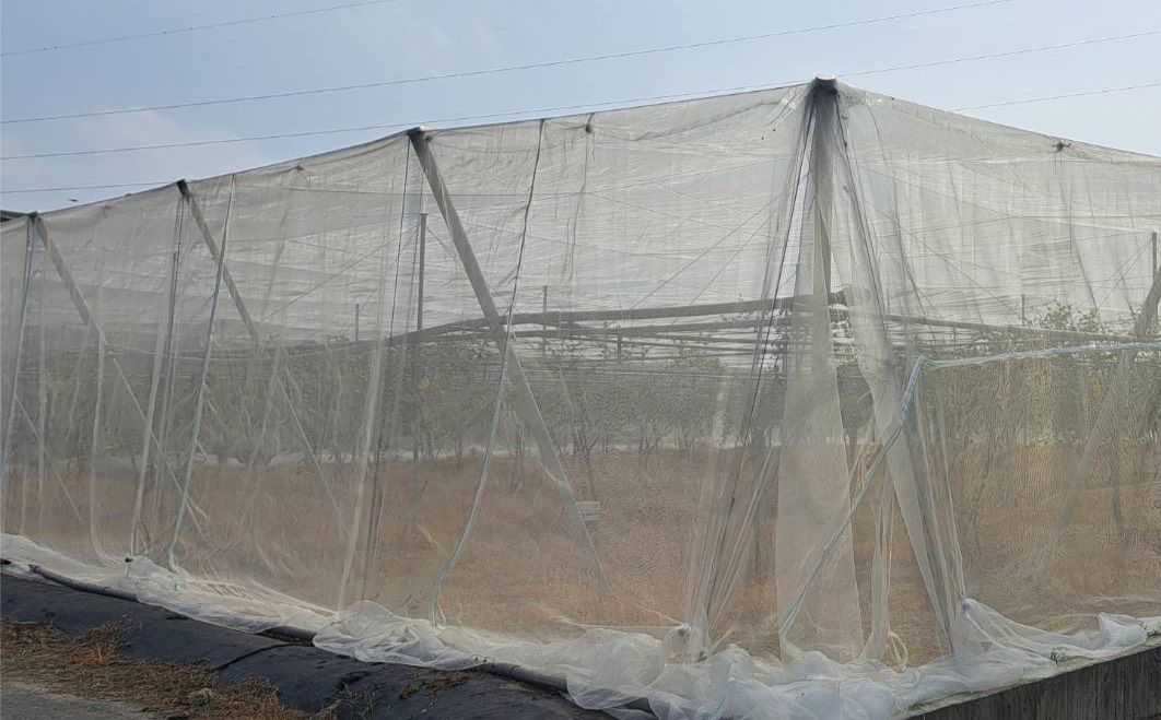 高雄農業局籲防範鳳凰颱風  及時採收減少損失