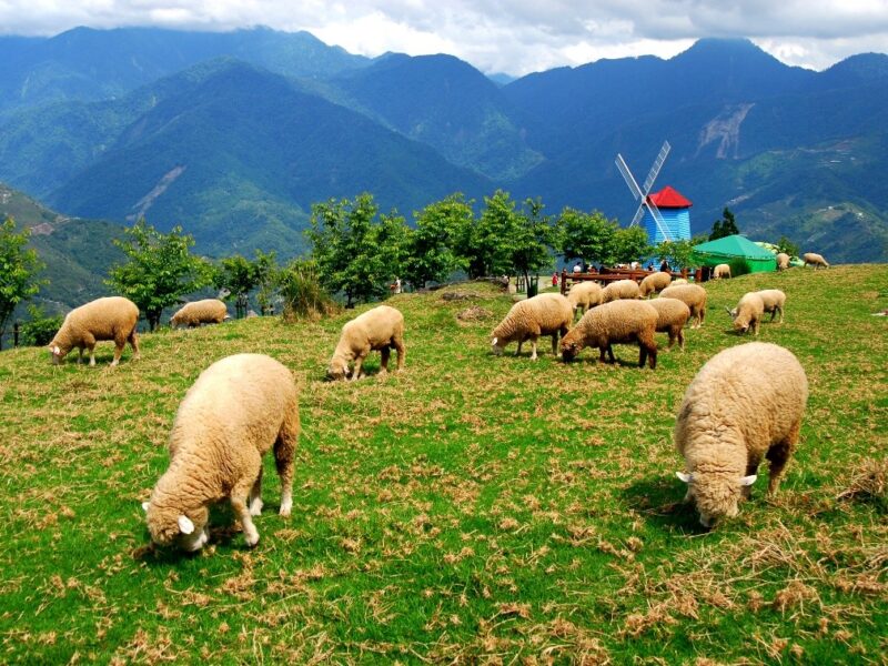 搭台灣好行「清境線」抵達合歡山暗空公園  解鎖4D 星空饗宴！