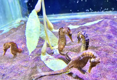 圖/探險島水族館-巴西海馬