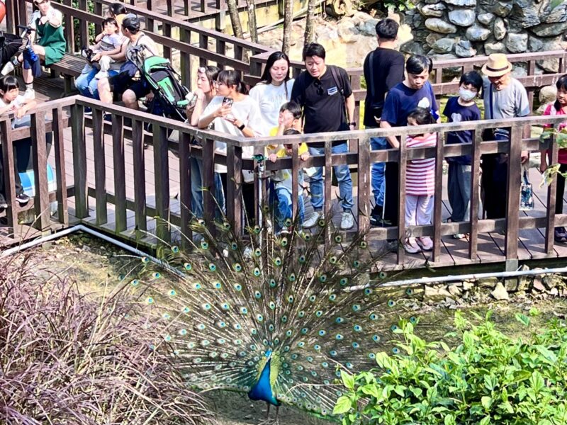 百萬人朝聖！高雄恐龍酷樂園移師壽山動物園再掀熱潮