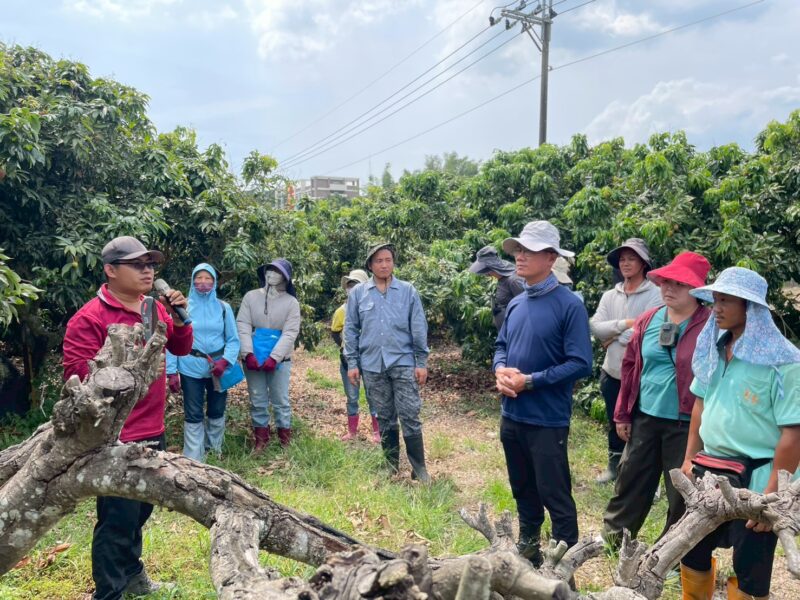 高雄玉荷包產季  農業局「徵才×培訓」雙管齊下助攻農忙